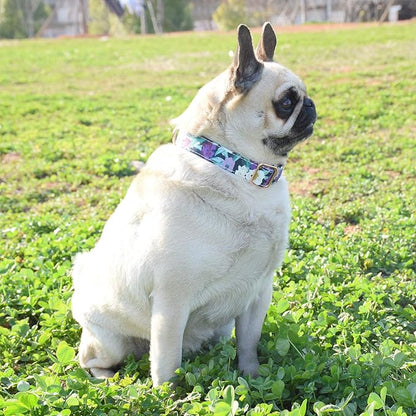 Metal Buckle Dog Collar, Durable Adjustable Dog Collar Soft for Small Medium Large Dogs (S(10-14in), Flower5)