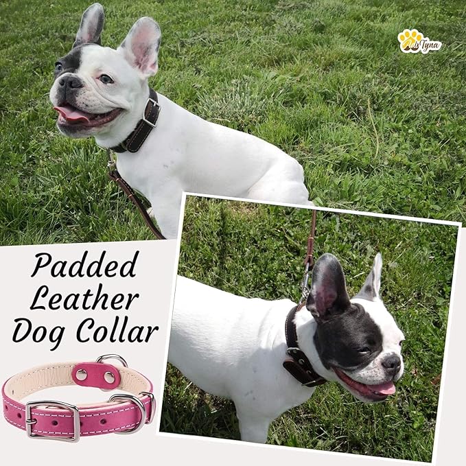 ADITYNA Heavy-Duty Pink Leather Dog Collar for Small Dogs - Soft Padded for Comfort - Girl Dog Collar for Walking, Training, and Hiking
