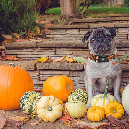 Elegant little tail Halloween Dog Collar, Pumpkin with Maple Leaf Print Fall Pet Collars Cotton Soft Sturdy Puppy Collars Holiday Female Adjustable Collar for X-Small Puppy