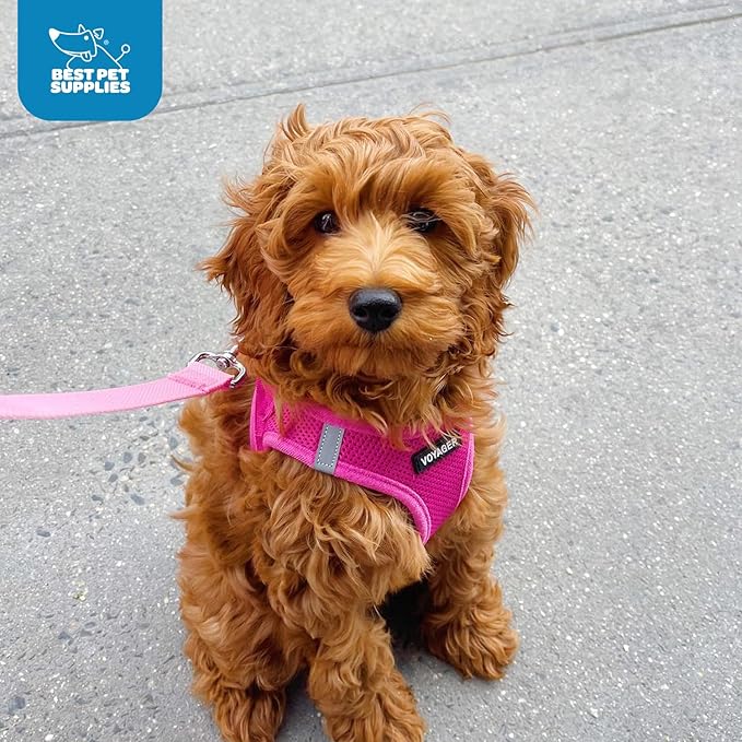 Best Pet Supplies Voyager Step-in Air Harness - All Weather Mesh, Reflective, No Pull Harness for Dogs, Cats - Secure with Hook & Loop Fastener, Buckle, Double D-Rings - Fuchsia, XL