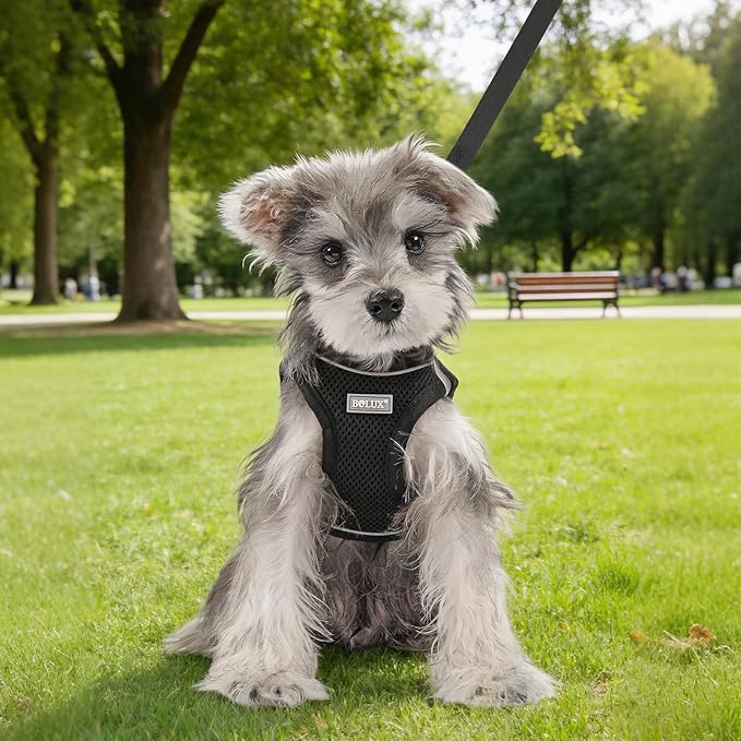 Bolux Dog Harness Small Sized and Leash Set, Step in Soft Light Puppy Vest, Breathable Mesh Pet Harness, Reflective for Safe Easy Walking.