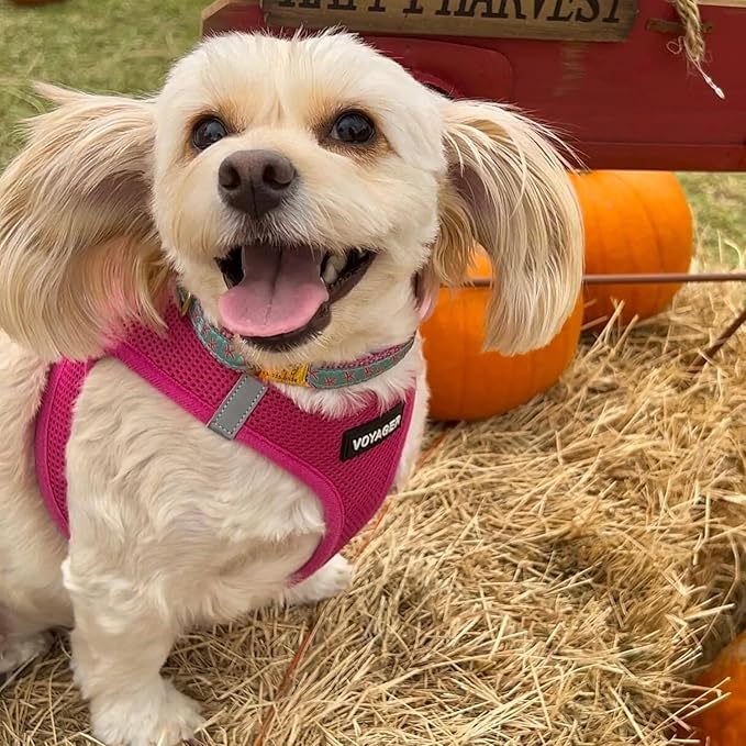 Best Pet Supplies Voyager Step-in Air Harness - All Weather Mesh, Reflective, No Pull Harness for Dogs, Cats - Secure with Hook & Loop Fastener, Buckle, Double D-Rings - Fuchsia, XL