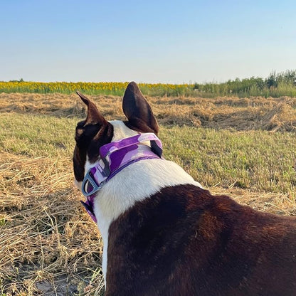ADITYNA Heavy Duty Dog Collar for Medium Dogs - Camo Purple Collar with Handle for Training, and Walking - Wide, Thick, Tactical, Soft Neoprene Padded