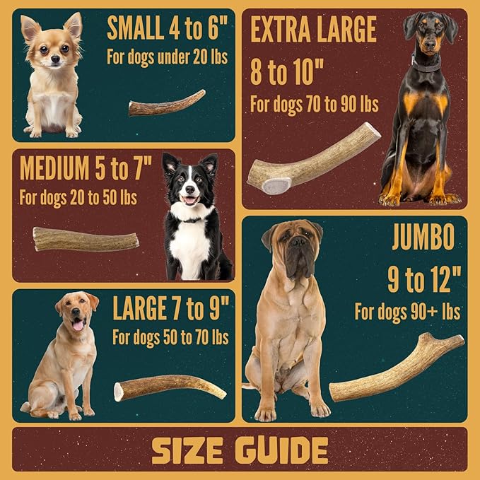 Tails & Tales Whole Elk Antler for Dogs Medium 5-7" Long-Lasting & Durable Dog Bones for Aggressive Chewers or Teething Puppies No Additives, Premium Grade A, Naturally Shed in USA