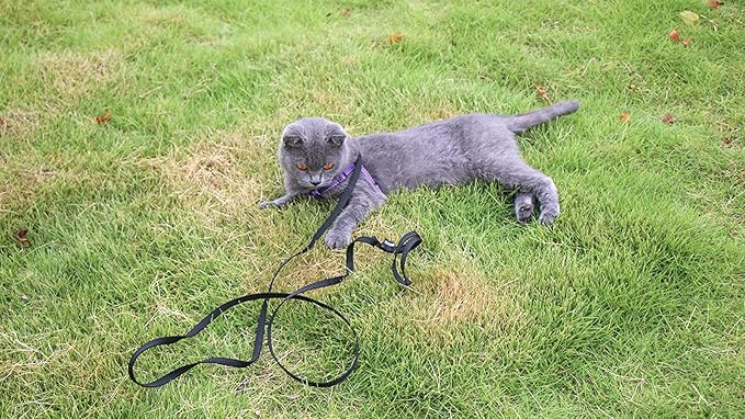 AMAGOOD 6 FT Cat Leash, Strong and Durable Traditional Style Leash with Easy to Use Collar Hook,Cat Lead Great for Cats (3/8" x 6 Feet,Black and Black(2-Pack))