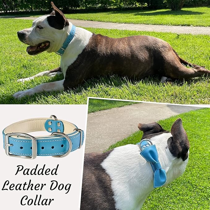 ADITYNA Heavy-Duty Leather Dog Collar for Medium Dogs - Soft Padded for Comfort - Blue Dog Collar for Walking, Training, and Hiking