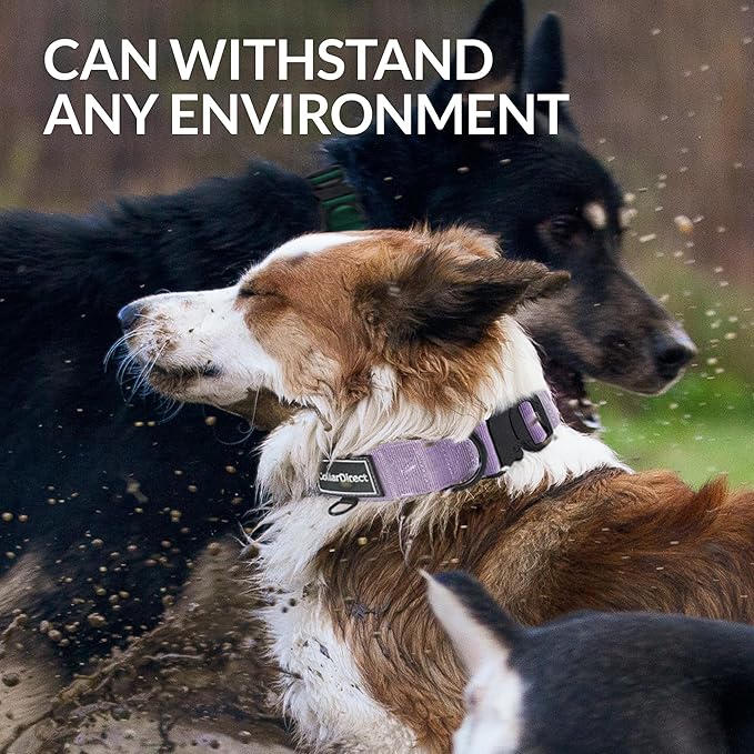 Heavy Duty Dog Collar for Large or Medium Dogs, Adjustable Strong Dog Collar for Active Dogs, Double-Layered Nylon (Lilac, 15-23)