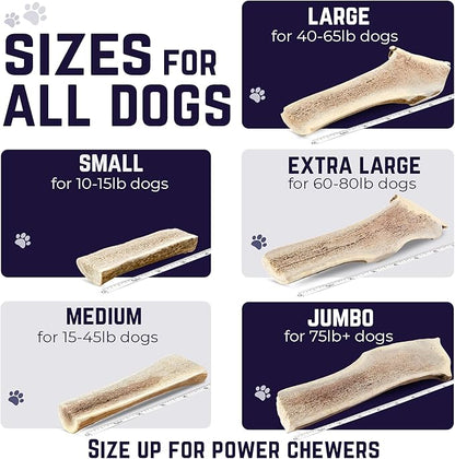 Devil Dog Pet Co. Split Elk Antlers for Dogs, Jumbo 8"+, 1 Pack, Grade A Long Lasting Chew for Aggressive Chewers, Premium USA Naturally Shed Antler – Healthy, No Odor, Durable Dog Chew