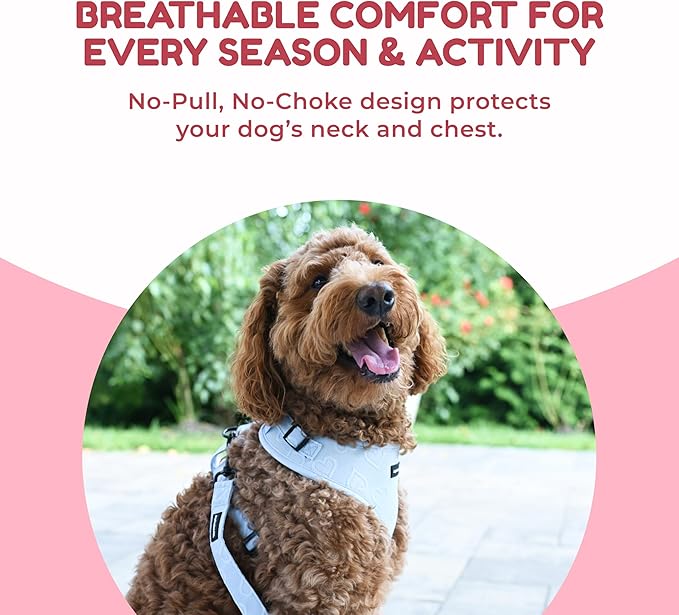 No-Pull, No-Choke Dog Harness & Leash Set – Stylish & Fun – Lightweight, Breathable Neoprene – Unique Heart Pattern – Adjustable for Extra Small to Medium Dogs (Harness Leash Set-Blue, X-Small)