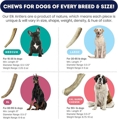 Onward Hound Elk Antlers for Dogs, 6"+ Medium 1-Pack, Grade A Long Lasting Chew for Aggressive Chewers, Premium USA Naturally Shed Antler - Healthy, No Odor, Durable Dog Chew for 15-35lb Breeds