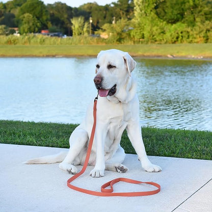 Dogline Biothane Waterproof Dog Leash Strong Coated Nylon Webbing with Black Hardware Odor-Proof Easy to Clean High Performance for Small or Large Dogs Made in USA 4 or 6 ft Lead, Coral