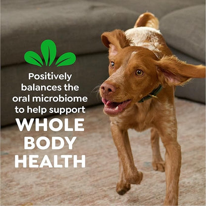 Greenies Veterinarian-Recommended Natural Dental Dog Treats Teenie Size, Original Flavor, 12 oz. Pack, 43 Count