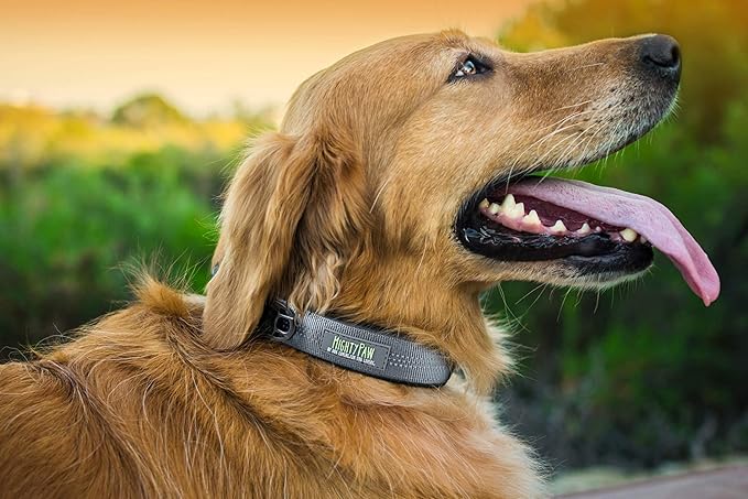 Mighty Paw Dog Collar - Neoprene Padded - Reflective for Running - Extra Comfort for Active Dogs - Lined and Strong Collar - Premium Quality for All Breeds - Soft