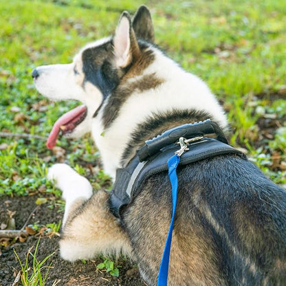 Hi Kiss Dog/Puppy Obedience Recall Training Agility Lead - 15ft 20ft 30ft 50ft 100ft Training Leash - Great for Training, Play, Camping, or Backyard (100 Feet, Red)