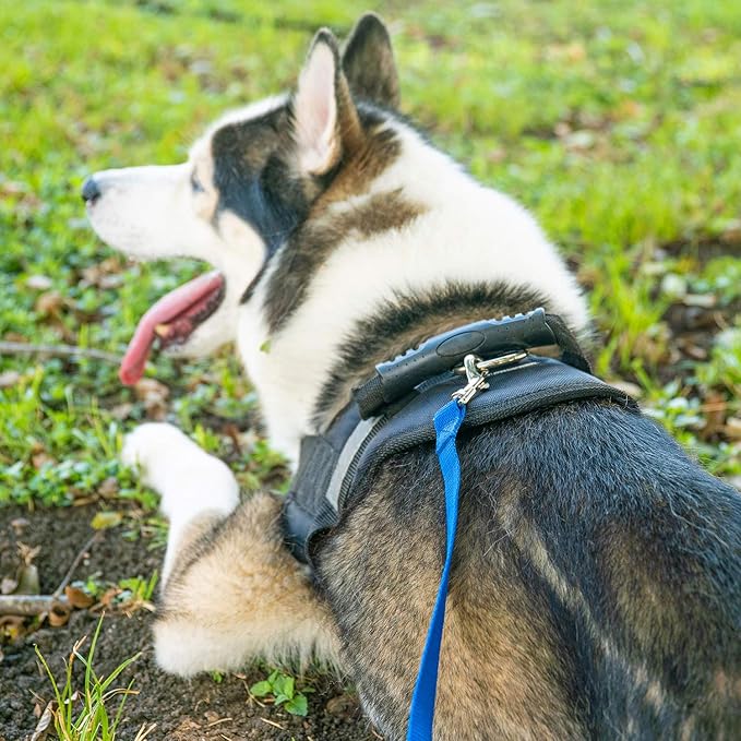 Hi Kiss Dog/Puppy Obedience Recall Training Agility Lead - 15ft 20ft 30ft 50ft 100ft Training Leash - Great for Training, Play, Camping, or Backyard Purple 20 Feet