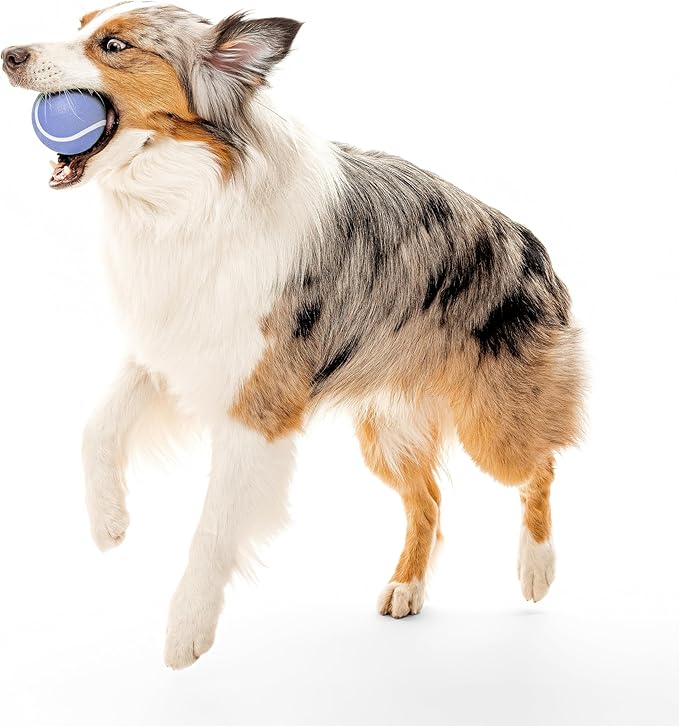Playology Dog Toys | Squeaky Chew Ball - Bouncy Durable Floating Fetch Ball for Dogs | Jumbo Blueberry Scented Toy - Easy to Clean and Made from Non Toxic Materials