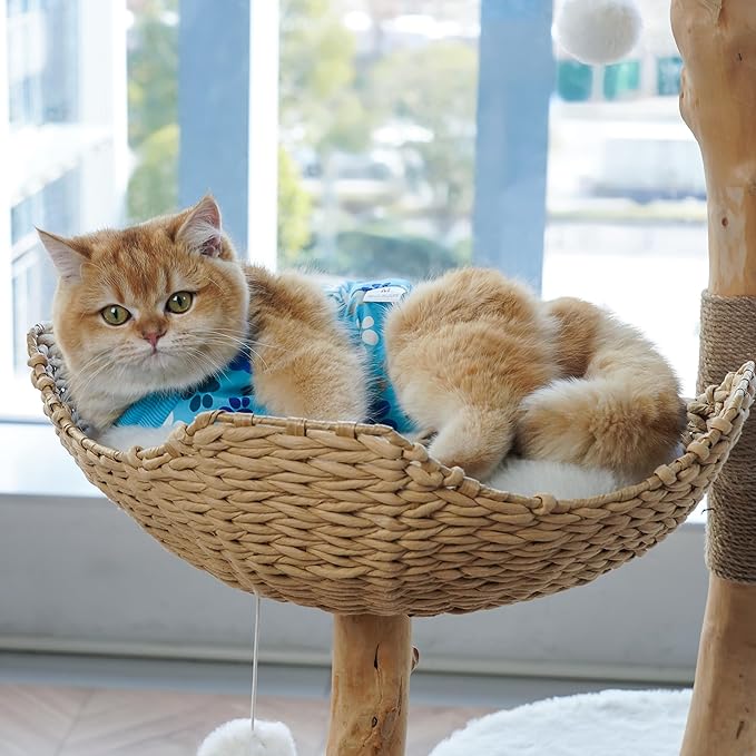 COZYDOODZ Cat Recovery Suit – Soft, Breathable Onesie for Female & Male Pets After Surgery, Spay, Neuter or Wounds, Surgery Outfit, Cone Alternative, Litter Access, Machine Washable, Blue Paw Print