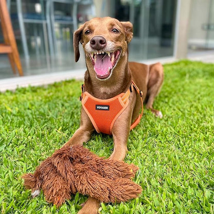 Best Pet Supplies Voyager Adjustable Step-in Flex Breathable Mesh Dog Harness for Small Medium Large Dogs Leash Set (Orange), XL