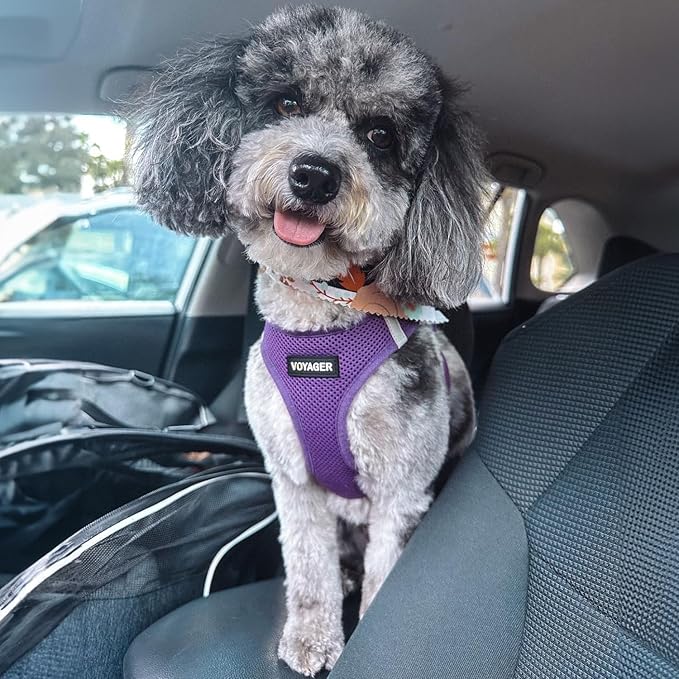 Best Pet Supplies Voyager Step-in Air Harness - All Weather Mesh, Reflective, No Pull Harness for Dogs, Cats - Secure with Hook & Loop Fastener, Buckle, Double D-Rings - Purple, XS