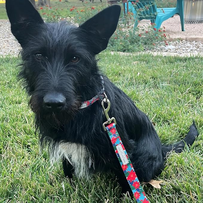 Lucky Love Dog - Adjustable Dog Collar with Easy Click Noel for Medium, Durable, & Comfortable for Male & Female Dogs, Pet Collar for Puppies & Adult Dogs - Noel, Medium