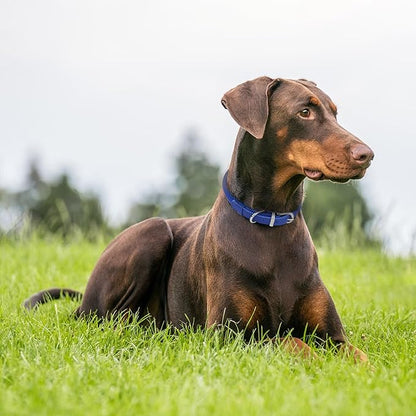 OOPSDOGGY Rolled Leather Dog Collar Soft Roll Collars for Small Medium Large Dogs Puppy (Navy Blue, XXS, 7"-9")