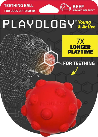 Playology Dog Toys | Puppy Toy Teething Ball Designed for Young & Active Dogs | Medium Beef Scented Toy Made from Non Toxic Materials