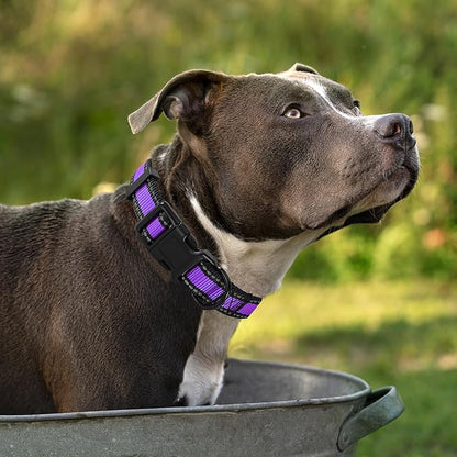 Mile High Life Dog Collar | Nylon Reflective Dog Collars | Light Weight Puppy Collars | Purple Dog Collars for Medium Dogs (Purple, Medium)