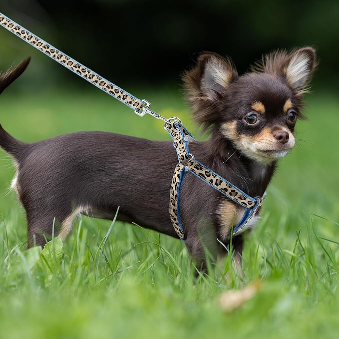 Mile High Life Leopard Dog Harness Collar Leash Set, Adjustable No Pull Dog Halter Harness for Small Breed Dogs, Easy Control for Training Walking (Blue, M Chest 15"-21", Neck 13"-17")