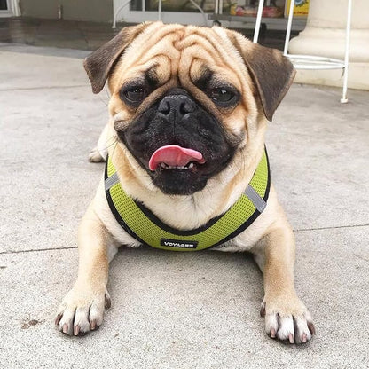 Best Pet Supplies Voyager Step-in Air Harness - All Weather Mesh, Reflective, No Pull Harness for Dogs, Cats - Secure with Hook & Loop Fastener, Buckle, Double D-Rings - Lime Green/Black Trim, S