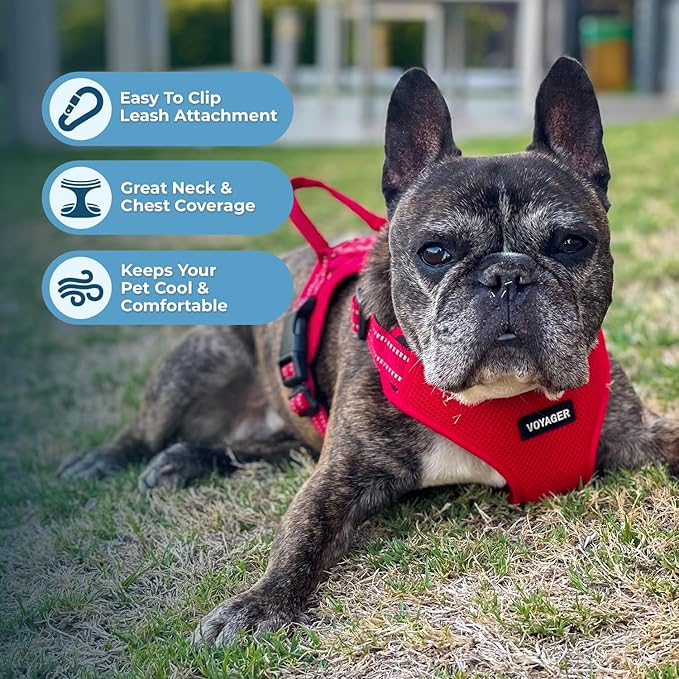 Best Pet Supplies Voyager Adjustable Step-in Flex Breathable Mesh Dog Harness for Small Medium Large Dogs Leash Set (Red), XS