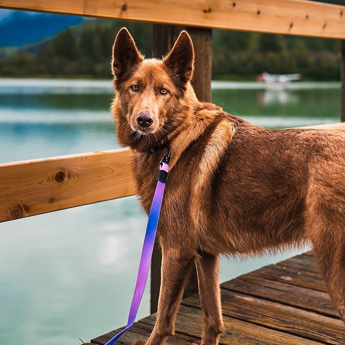 Wilderdog Waterproof Dog Leash - Repels Water & Dirt - Aurora