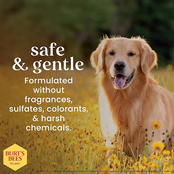 Burt's Bees for Pets Oatmeal Dog Conditioner with Colloidal Oat Flour & Honey - Soothing Relief Conditioner for Dogs, Gentle Dog Hair Conditioner for Oatmeal Bath, Grooming Supplies, 10 Fl Oz