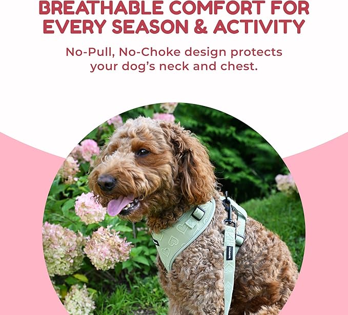 No-Pull, No-Choke Dog Harness & Leash Set – Stylish & Fun – Lightweight, Breathable Neoprene – Unique Heart Pattern – Adjustable for Extra Small Dogs (Harness Leash Set-Green, X-Small)