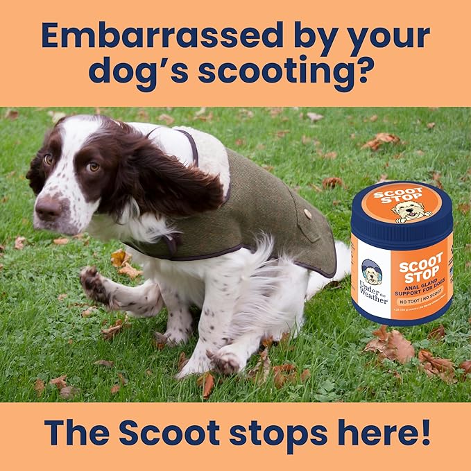 Under the Weather Scoot Stop Chews for Dogs | Vet Formulated No-Scoot for Dogs Supplement | Digestive & Anal Gland Support Support for All Breeds | 60 Count