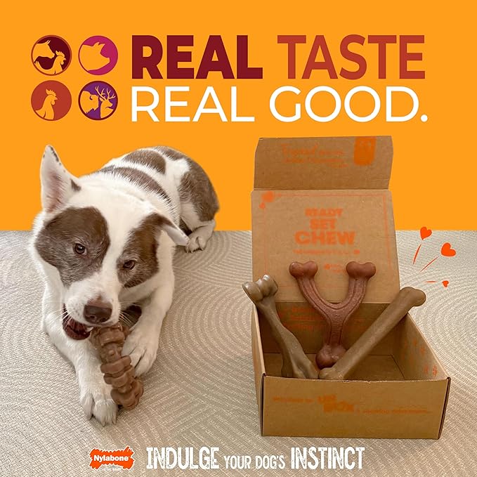 Nylabone Strong Chew Toy 4-Pack Bundle for Dogs Made with Real Bacon, Bison, Venison, Beef, & Chicken, Durable Dog Chew Bones for Aggressive Chewers, Large Dog Toys - Up to 50 lbs, 4 Count