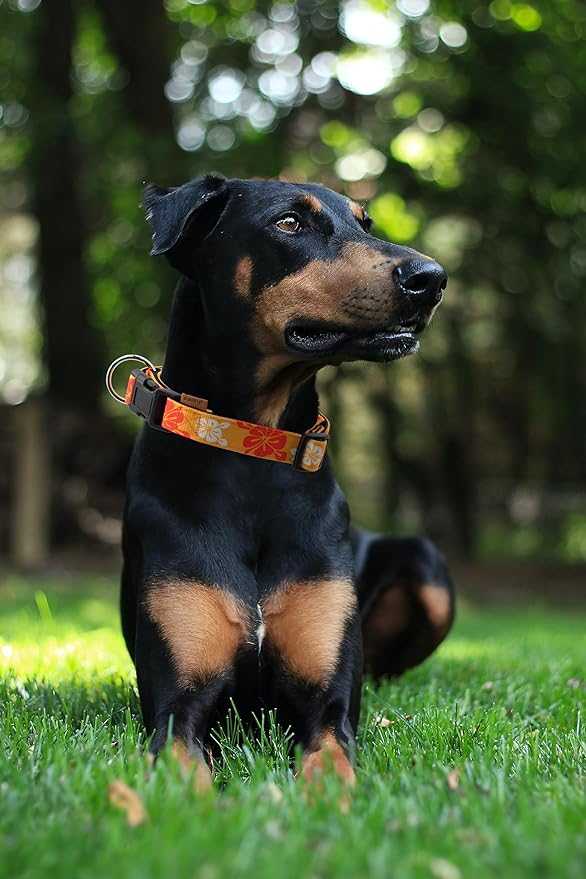 Dog Collar, Cute Floral Pattern, Neoprene Padded and Adjustable Collar with Quick Release Buckle, Reinforced Structure (L (Neck 18-28", Width 1"), Hawaiian Orange)