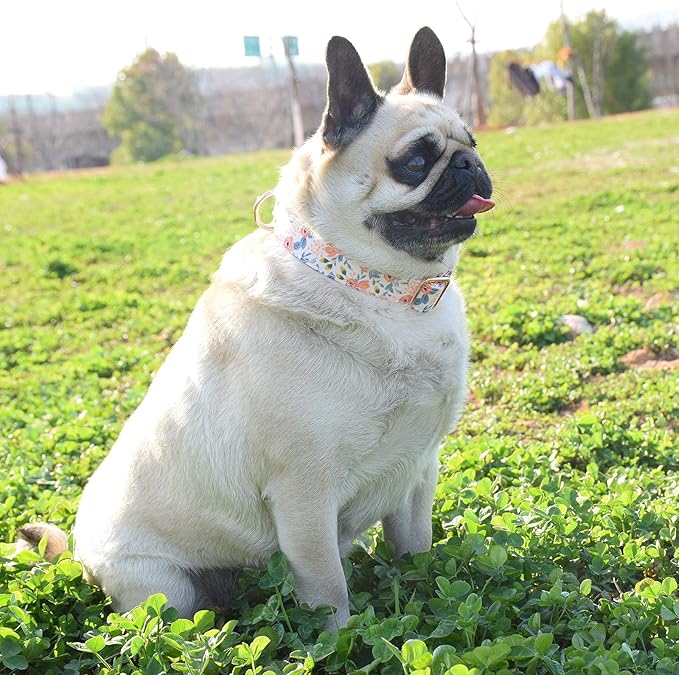 Metal Buckle Dog Collar, Durable Adjustable Dog Collar Soft for Small Medium Large Dogs