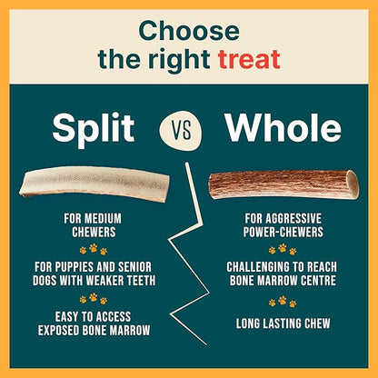 100% Natural - Elk Antlers for Dogs - Naturally Shed in USA - Dog Antler Chews for Medium Breeds - Natural, Long-Lasting Treats for Aggressive Chewers - Dog Chews - No Smell & No Mess - Medium