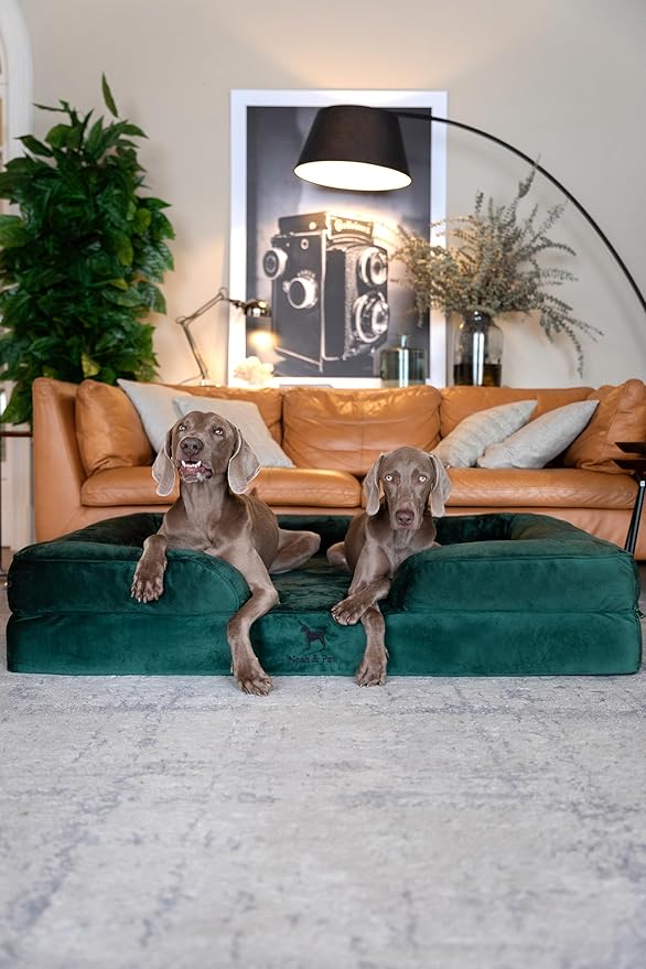 NOAH & PAW Giant Dog Bed XXL, 55x45x11 Inch, Orthopedic Dog Beds, Eggshell Memory Foam Infused with Cooling Gel, Inner Cover, Waterproof, Machine Washable (Velvet Sofa Collection)