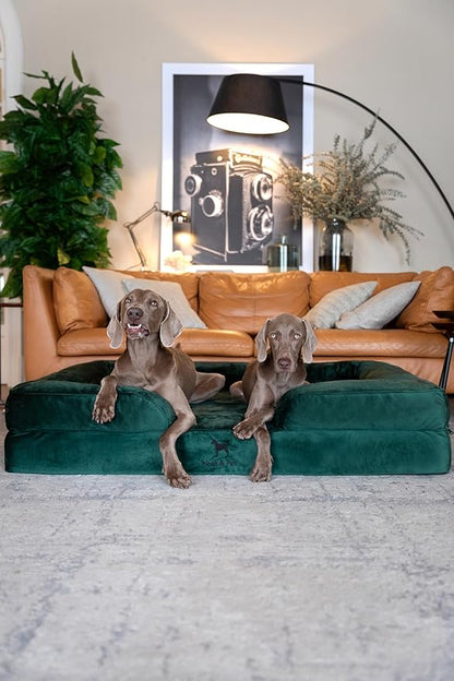 NOAH & PAW Giant Dog Bed XXL, 55x45x11 Inch, Orthopedic Dog Beds, Eggshell Memory Foam Infused with Cooling Gel, Inner Cover, Waterproof, Machine Washable (Velvet Sofa Collection)