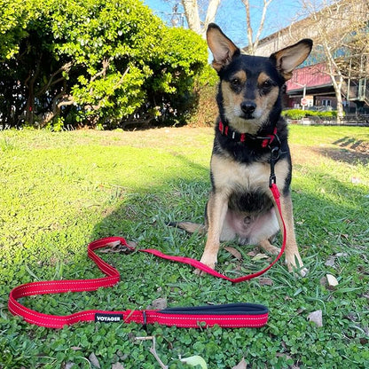 Best Pet Supplies Voyager Reflective Dog Leash or Collar with Neoprene Handle, for Small, Medium, and Large Breed Puppies, Cute and Heavy Duty for Walking, Running and Training - Red (Leash), L