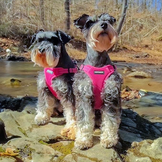 Best Pet Supplies Voyager Adjustable Step-in Flex Breathable Mesh Dog Harness for Small Medium Large Dogs (Fuchsia), XS