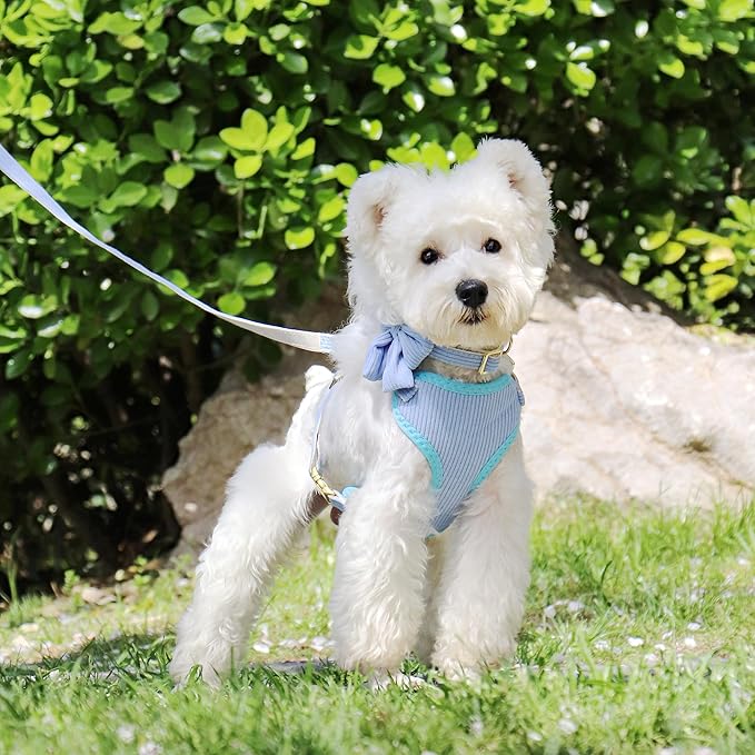Didog Cute Small Dog Harness Collar and Leash Set with Bowtie, Breathable Soft Mesh Padded Puppy Harness, Dog Harness for Small Dogs Daily Walks Parties, Holiday Gatherings & Gifts, Blue, S