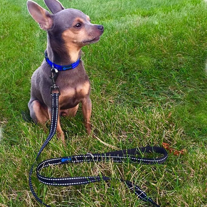 Max and Neo Small Dog Reflective Nylon Leash - We Donate a Leash to a Dog Rescue for Every One Sold (Blue, 6x5/8)