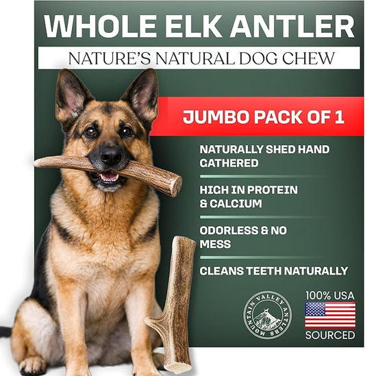 Mountain Valley Elk Antlers for Dogs - 100% Natural & Organic Chew for Aggressive Chewers, No Odor, No Mess, Long Lasting - Wild-Foraged Naturally Shed Antlers in USA - Grade A, Whole Jumbo (1 Pack)