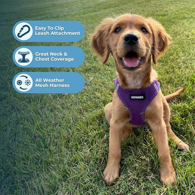 Best Pet Supplies Voyager Step-in Air Harness - All Weather Mesh, Reflective, No Pull Harness for Dogs, Cats - Secure with Hook & Loop Fastener, Buckle, Double D-Rings - Purple, XXS