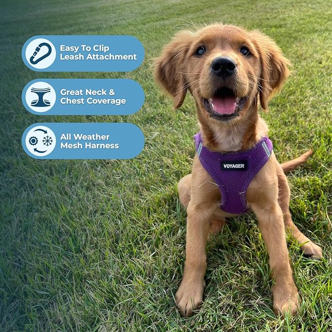Best Pet Supplies Voyager Step-in Air Harness - All Weather Mesh, Reflective, No Pull Harness for Dogs, Cats - Secure with Hook & Loop Fastener, Buckle, Double D-Rings - Purple, M