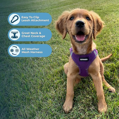 Best Pet Supplies Voyager Step-in Air Harness - All Weather Mesh, Reflective, No Pull Harness for Dogs, Cats - Secure with Hook & Loop Fastener, Buckle, Double D-Rings - Purple, M