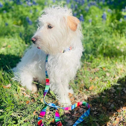 Lucky Love Dog Leash, Colorful Striped Dog Leash for Small Dogs, Durable & Long Lasting, (Nacho, Small)