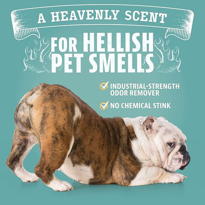 ANGRY ORANGE Pet Odor Eliminator Kit for Dog/Cat Urine - Citrus - 24 oz + UV Flashlight